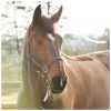 New! Horze Nice Halter, 22263